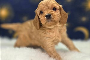 Bobby - Cavapoo for sale