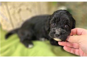 Marie - Cavapoo for sale