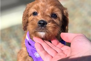 Amber - Cavapoo for sale