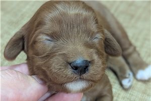 Everly - puppy for sale