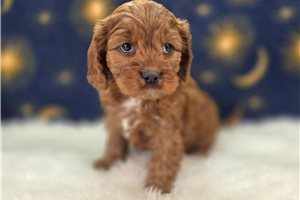 Charlie - Cavapoo for sale