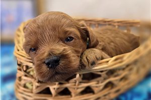 Nate - puppy for sale