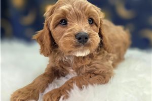 Adam - Cavapoo for sale