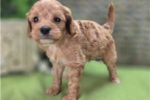 Novo - Cavapoo for sale