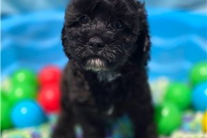 Edith - puppy for sale