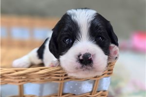 McCoy - Cavapoo for sale