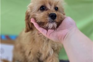 Novo - Cavapoo for sale