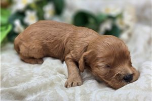 Einstein - puppy for sale