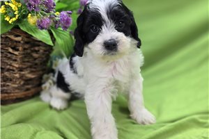 McCoy - Cavapoo for sale