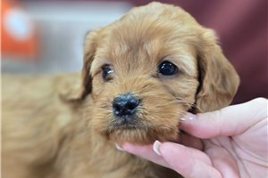 Annie - Cavapoo for sale