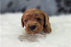 Autumn - puppy for sale
