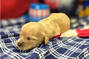 Maximillian - puppy for sale