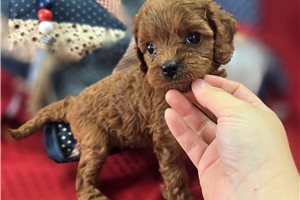 Amber - Cavapoo for sale