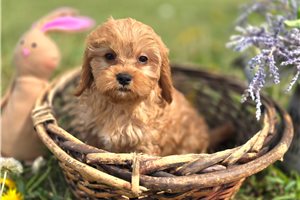 Bobby - Cavapoo for sale