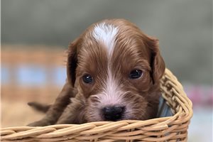 Norton - puppy for sale