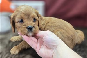 Amber - Cavapoo for sale