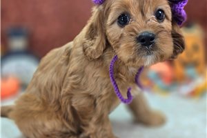 Amber - Cavapoo for sale