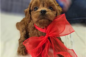 Amber - Cavapoo for sale