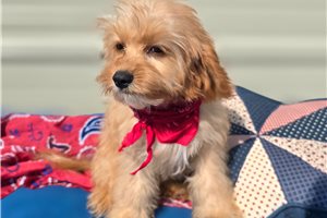 Novo - Cavapoo for sale