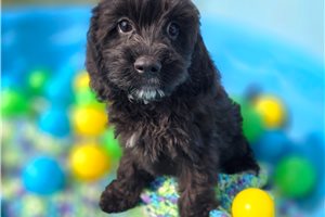 Mayhew - Cavapoo for sale