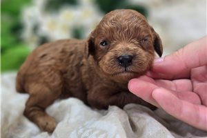 Citrine - Cavapoo for sale