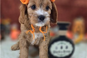 Augustus - Cavapoo for sale