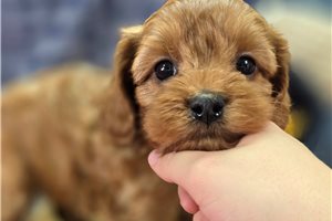Drake - Cavapoo for sale