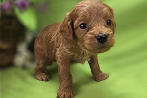 Onyx - Cavapoo for sale