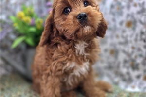 Charlie - Cavapoo for sale