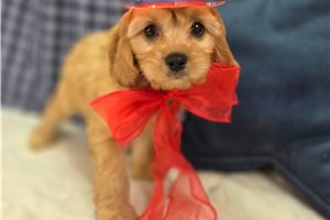 McDuff - Cavapoo for sale