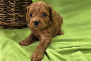 Beryl - Cavapoo for sale