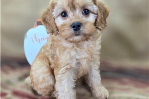 Wayne - Cavapoo for sale