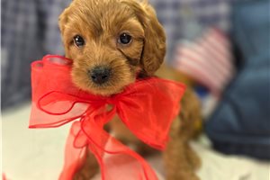 Onyx - Cavapoo for sale