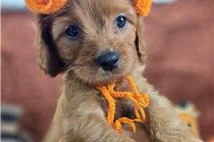 Alexander - Cavapoo for sale