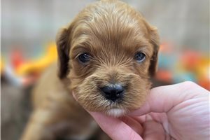 Amber - puppy for sale