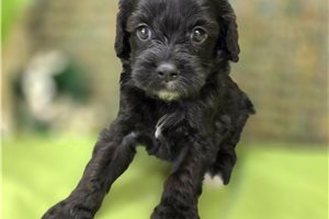Mayhew - Cavapoo for sale