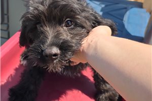 Mayhew - puppy for sale