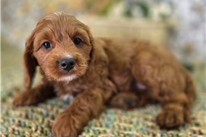 Austin - puppy for sale