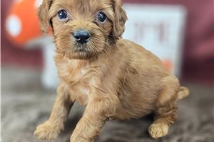 Alexander - Cavapoo for sale