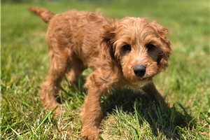 Amir - Cavapoo for sale