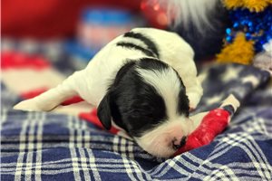 McCoy - puppy for sale