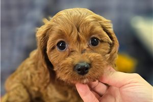 Natasha - Cavapoo for sale