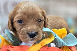 Archer - puppy for sale
