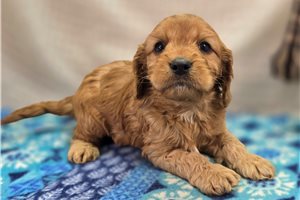 Chester - puppy for sale