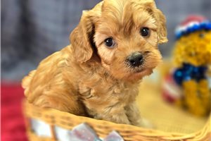 Wayne - puppy for sale