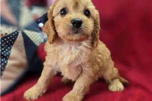 McDuff - Cavapoo for sale