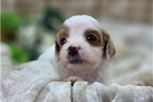 Nikki - Cavapoo for sale