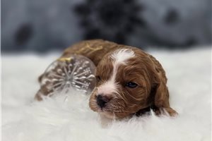 August - Cavapoo for sale