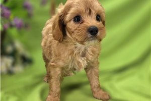 Novo - Cavapoo for sale