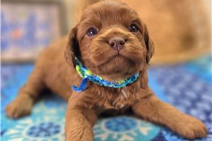 Nikki - puppy for sale